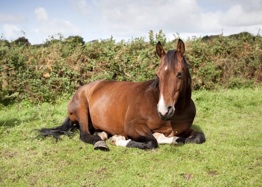 antalgiques lavande cheval